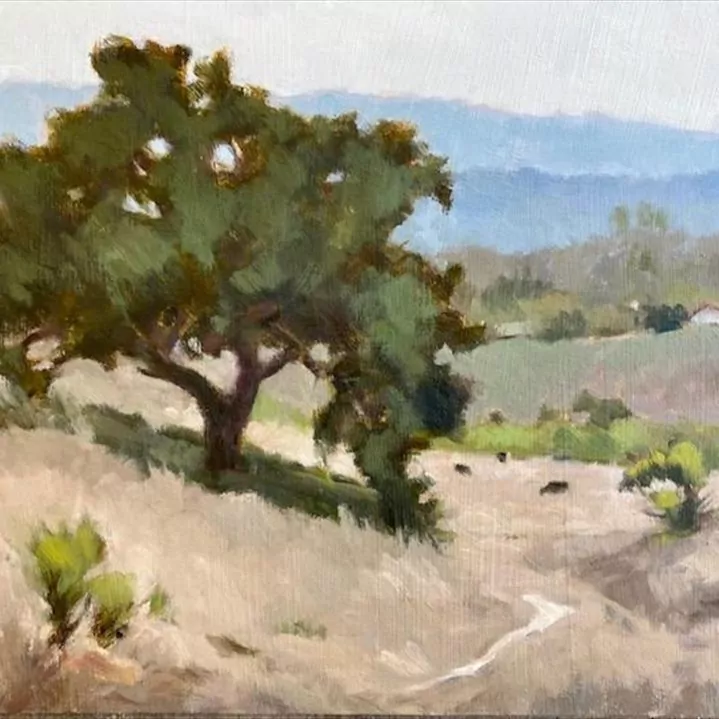 451975-san_marcos_foothill_oak