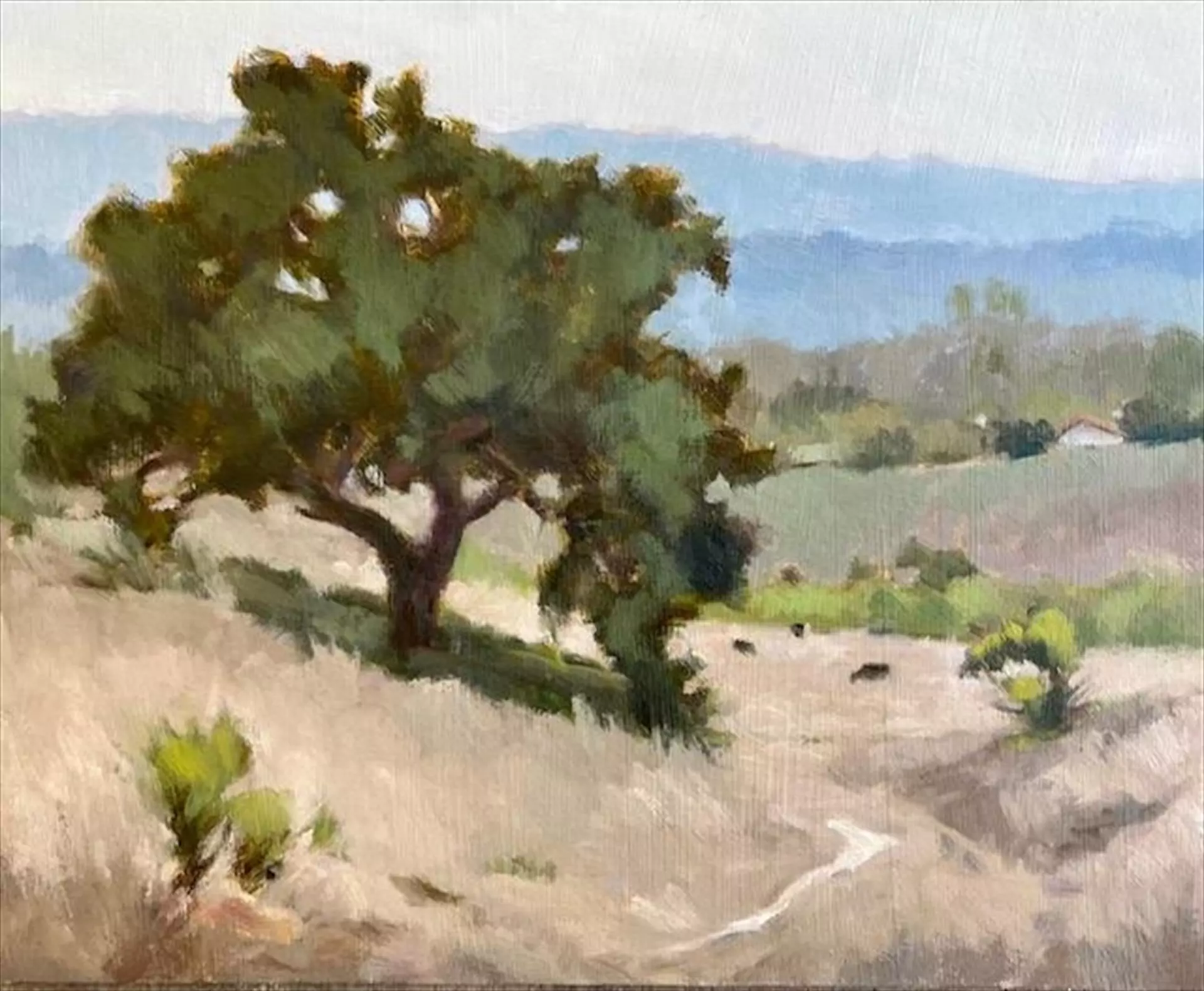 451975-san_marcos_foothill_oak