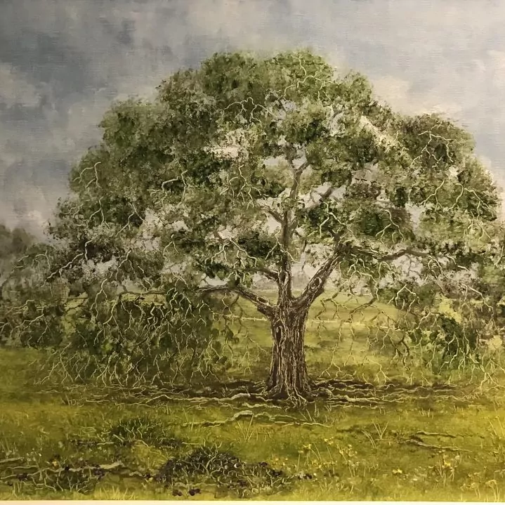 454095-coastal_oaks_1