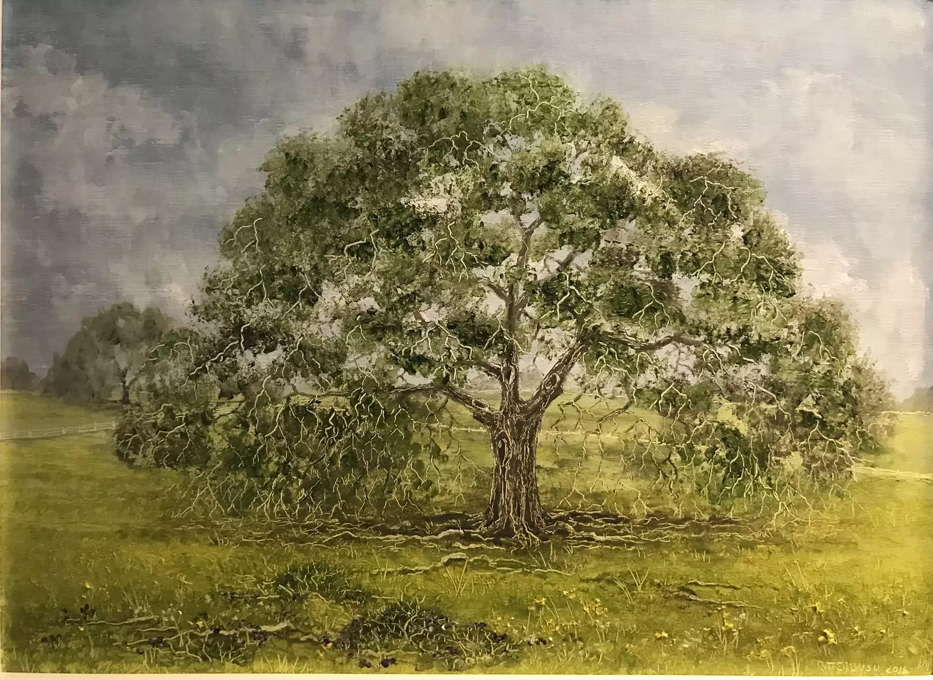 454095-coastal_oaks_1