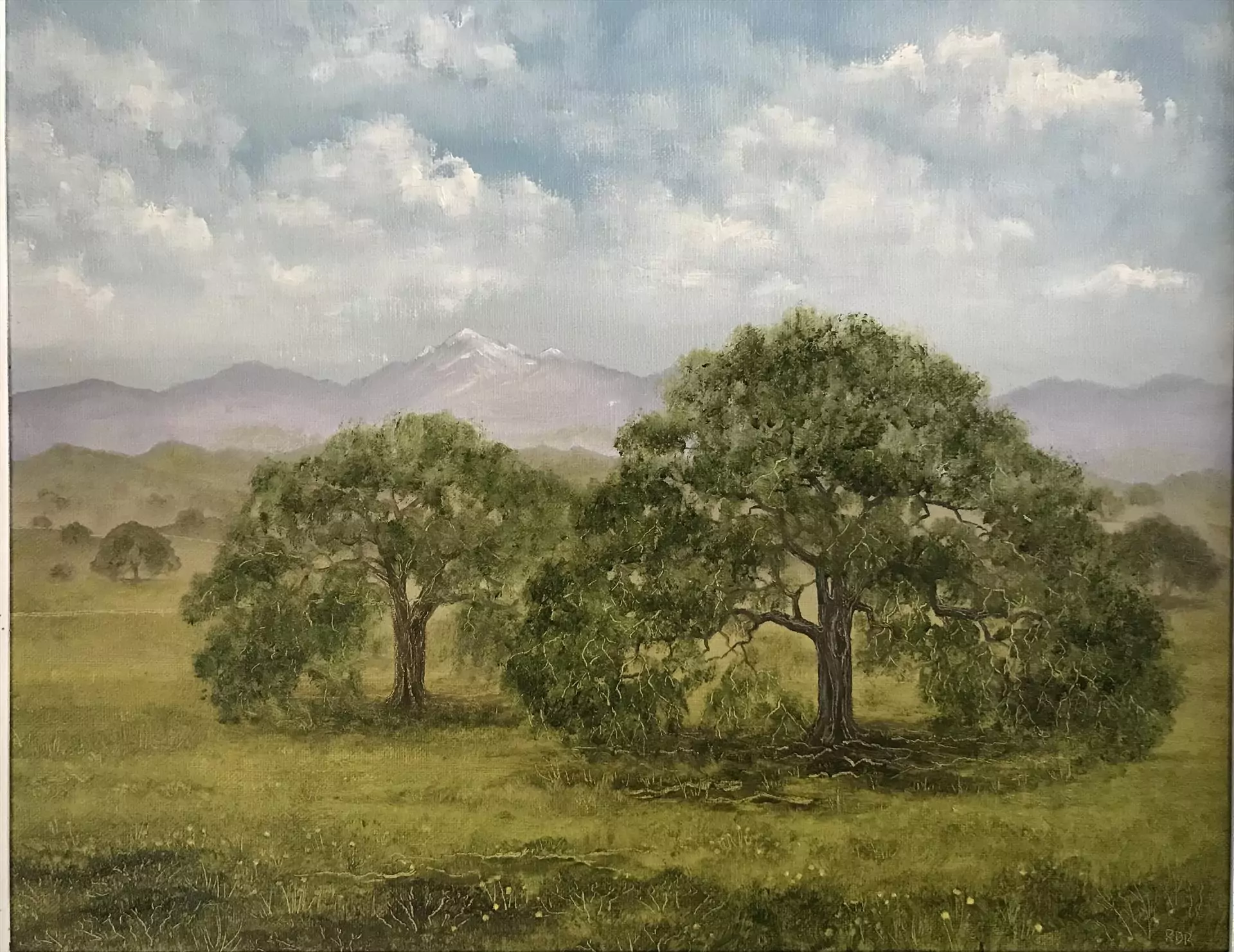 454188-coastal_oaks_3