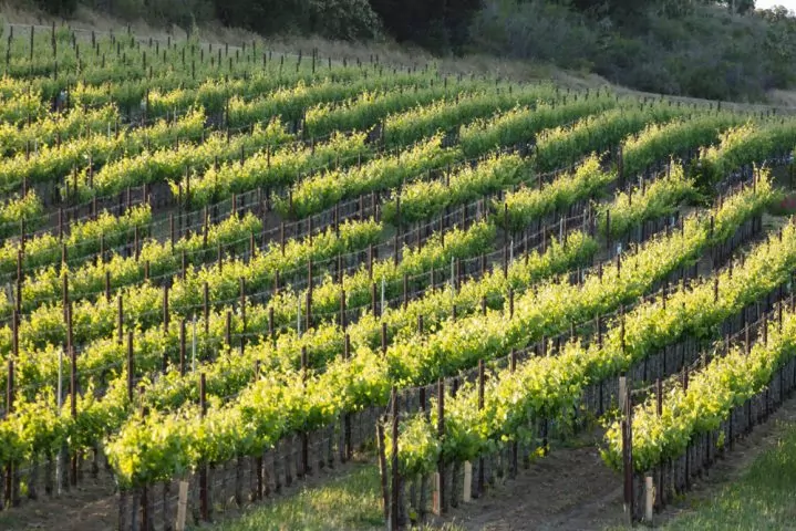 arroyo grande vineyard