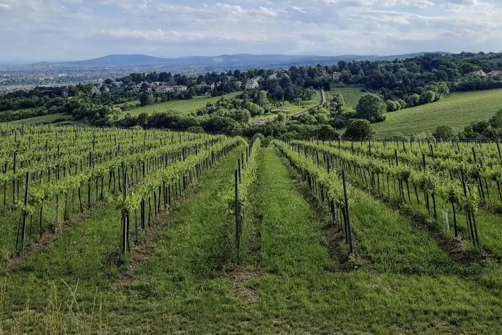 Santa Maria Vineyard
