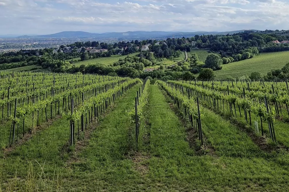 Santa Maria Vineyard